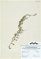 藏品(疏葉卷柏)的圖片